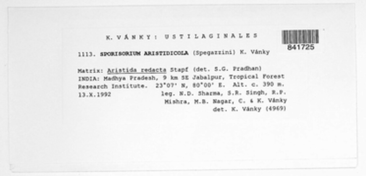 Langdonia aristidicola image